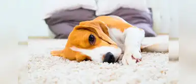 ¡Adorables! Estas razas de perros que siempre parecerán cachorros ¡Adorables! Estas razas de perros que siempre parecerán cachorros