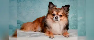 Mexicanos crean casas para perros y gatos inspirados en la cultura maya Mexicanos crean casas para perros y gatos inspirados en la cultura maya