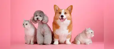 Lindos y auténticos nombres para mascotas hembritas Lindos y auténticos nombres para mascotas hembritas