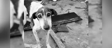 Distemper canino: Conoce sus síntomas, tratamiento y consejos para evitarlo Distemper canino: Conoce sus síntomas, tratamiento y consejos para evitarlo