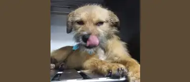 Panamericanos 2019: Canadiense adoptará a perro callejero y lo llevará a su país Panamericanos 2019: Canadiense adoptará a perro callejero y lo llevará a su país