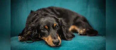 ¿Cómo saber si mi perro tiene cáncer? Conoce los síntomas ¿Cómo saber si mi perro tiene cáncer? Conoce los síntomas