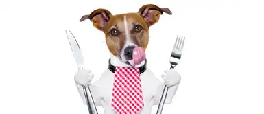 Conoce los beneficios de la comida húmeda para mascotas Conoce los beneficios de la comida húmeda para mascotas