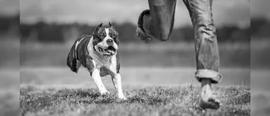 ¿Soñar que un perro nos persigue? Esto es lo que tu sueño quiere decir ¿Soñar que un perro nos persigue? Esto es lo que tu sueño quiere decir