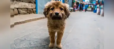 Día Internacional del Animal Sin Hogar: ¡adopta, no compres mascotas! Día Internacional del Animal Sin Hogar: ¡adopta, no compres mascotas!