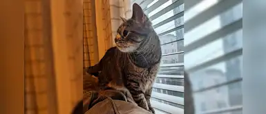 Maya, la gatita con ‘síndrome de Down’ que tiene su propio libro Maya, la gatita con ‘síndrome de Down’ que tiene su propio libro