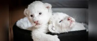 Simba y Nala, los leones blancos bebés que nacieron en un centro de rehabilitación Simba y Nala, los leones blancos bebés que nacieron en un centro de rehabilitación