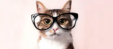 ExpoGato 2019: disfruta del evento para los amantes felinos en Lima ExpoGato 2019: disfruta del evento para los amantes felinos en Lima