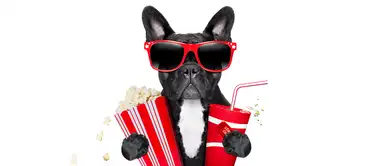 Perros son invitados a función de cine y se comportan mejor que cualquier niño Perros son invitados a función de cine y se comportan mejor que cualquier niño
