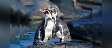 Skip y Ping, los pingüinos gays que adoptaron un huevo en un zoo de Berlín Skip y Ping, los pingüinos gays que adoptaron un huevo en un zoo de Berlín