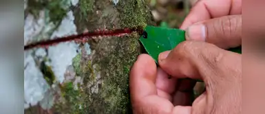 Con estos rituales de sangre de grado podrás alejar la mala energía Con estos rituales de sangre de grado podrás alejar la mala energía