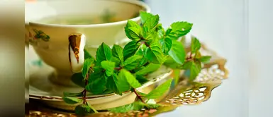 Conoce las plantas medicinales para combatir enfermedades bronquiales Conoce las plantas medicinales para combatir enfermedades bronquiales