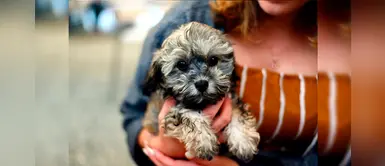 ¿Sabías que los perros tienen enfermedades hereditarias? ¿Sabías que los perros tienen enfermedades hereditarias?