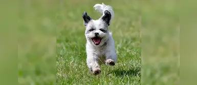 ¿Por qué mi perro se emociona tanto cuando llego a casa? Te explicamos ¿Por qué mi perro se emociona tanto cuando llego a casa? Te explicamos