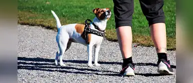 6 motivos por las que no debes abandonar a una mascota 6 motivos por las que no debes abandonar a una mascota