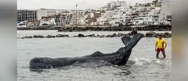 Cachalote bebé pierde la vida pese a esfuerzos de rescatistas en San Bartolo Cachalote bebé pierde la vida pese a esfuerzos de rescatistas en San Bartolo