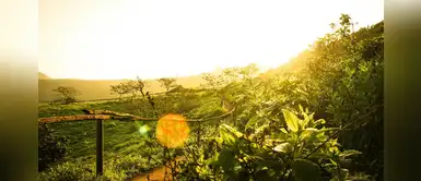 Feriado largo: estas son las 10 mejores lomas de Lima para visitar en familia Feriado largo: estas son las 10 mejores lomas de Lima para visitar en familia