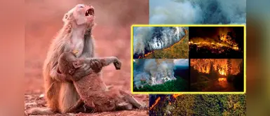 ¡Alerta! Usuarios de redes comparten fotos falsas del incendio en el Amazonas ¡Alerta! Usuarios de redes comparten fotos falsas del incendio en el Amazonas