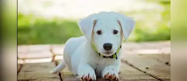 Graciosos y originales nombres para perros con pelaje blanco Graciosos y originales nombres para perros con pelaje blanco