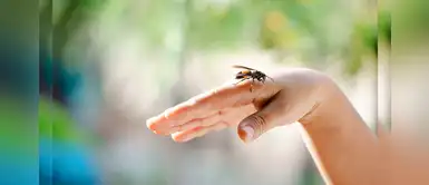 ¿Te picó una avispa? Remedios caseros para curar la picadura ¿Te picó una avispa? Remedios caseros para curar la picadura