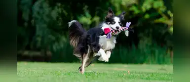 Los mejores tips para tener un perro más obediente Los mejores tips para tener un perro más obediente