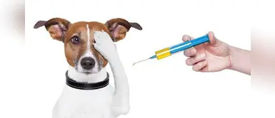 Sepa cada cuánto tiempo debes vacunar a tu perro contra la rabia. ¿Cuándo debo vacunar a mi perro contra la rabia?