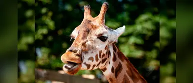 ¡Histórico! Restringen comercio de jirafas por primera vez en CITES ¡Histórico! Restringen comercio de jirafas por primera vez en CITES