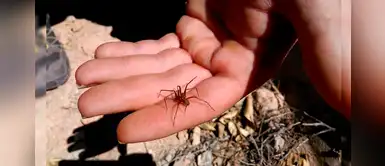 ¡Cuidado! Las mordeduras de arañas caseras se incrementan en invierno ¡Cuidado! Las mordeduras de arañas caseras se incrementan en invierno