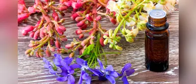 Flores de bachs: método alternativo para hallar el equilibrio emocional Flores de bachs: método alternativo para hallar el equilibrio emocional