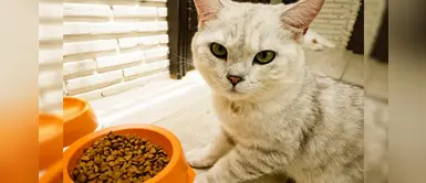 ¿Tu gatito no quiere comer? Conoce las causas de su falta de apetito ¿Tu gatito no quiere comer? Conoce las causas de su falta de apetito