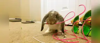 Tips para evitar que el conejo y otros roedores muerdan los cables Tips para evitar que el conejo y otros roedores muerdan los cables