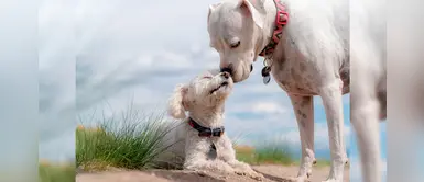 Conoce las enfermedades mortales y sus síntomas que puede contraer tu perro Conoce las enfermedades mortales y sus síntomas que puede contraer tu perro