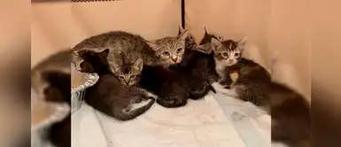Gatita agradecida lleva a su bebés a la persona que la ayudó y se vuelve viral Gatita agradecida lleva a su bebés a la persona que la ayudó y se vuelve viral