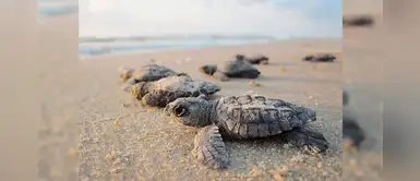 ¿Te gustan las tortugas marinas? Conoce 5 datos curiosos sobre ellas ¿Te gustan las tortugas marinas? Conoce 5 datos curiosos sobre ellas