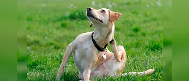 ¿Cómo saber si tu amigo peludo necesita ser desparasitado? ¿Cómo saber si tu amigo peludo necesita ser desparasitado?