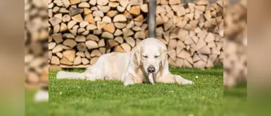 ¿Es bueno o malo que los perros coman pescado? Te contamos ¿Es bueno o malo que los perros coman pescado? Te contamos