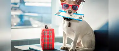 ¿Viajas en avión con tu mascota? Todo lo que debes saber ¿Viajas en avión con tu mascota? Todo lo que debes saber