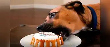 ¿Quieres aprender a hacer una torta para tu perro? Aquí te enseñamos ¿Quieres aprender a hacer una torta para tu perro? Aquí te enseñamos