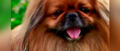 ¿Quieres aprender a hacer ropa para tu perro? Aquí te enseñamos paso a paso ¿Quieres aprender a hacer ropa para tu perro? Aquí te enseñamos paso a paso