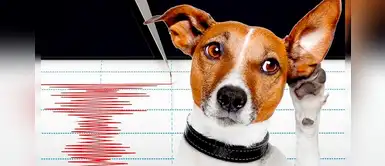 ¿Los perros pueden percibir un terremoto antes que nosotros? Mitos y verdades ¿Los perros pueden percibir un terremoto antes que nosotros? Mitos y verdades
