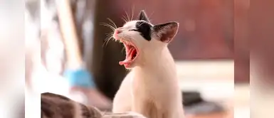 ¿Sabías que tu gato puede sufrir de estrés? Conoce 4 señales ¿Sabías que tu gato puede sufrir de estrés? Conoce 4 señales