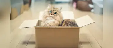 ¿Tu gato prefiere jugar con una caja que con su juguete? Esta sería la razón ¿Tu gato prefiere jugar con una caja que con su juguete? Esta sería la razón