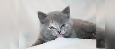 ¿Adoptaste un minino? Conoce los errores frecuentes en la higiene del gato ¿Adoptaste un minino? Conoce los errores frecuentes en la higiene del gato