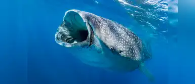 México: menos lesiones en tiburones ballena gracias al GPS México: menos lesiones en tiburones ballena gracias al GPS