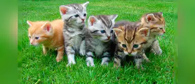 Hermosos y originales nombres para gatos hembras y machos Hermosos y originales nombres para gatos hembras y machos