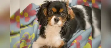 Guía de cuidados básicos para dueños primerizos de perros y gatos Guía de cuidados básicos para dueños primerizos de perros y gatos