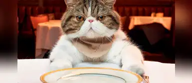 ¿Cómo hacer comida casera para gatos? Aquí te enseñamos ¿Cómo hacer comida casera para gatos? Aquí te enseñamos