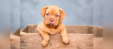 60 nombres bonitos y originales para cachorros que te encantarán 60 nombres bonitos y originales para cachorros que te encantarán