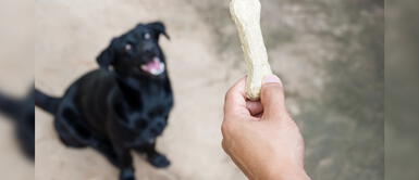 ¿Soñar con perros negros? Esto es lo que significa ¿Soñar con perros negros? Esto es lo que significa