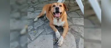 Perrito travieso 'finge' tener la pata rota para buscar cariño y comida Perrito travieso 'finge' tener la pata rota para buscar cariño y comida